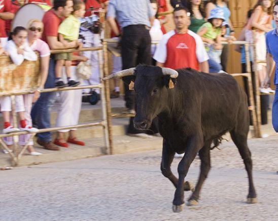 Aragon: Copil român ucis de o vacă la o „fiesta” taurină