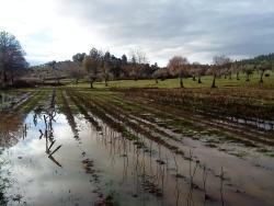 Andalucia: Ploaia le strică românilor toate socotelile