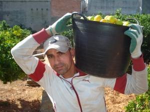 Românii se pregătesc pentru recolta mandarinelor din Spania