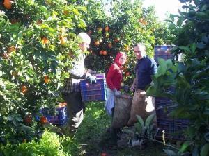 Recoltele agricole din Andalucia sunt culese de muncitori români