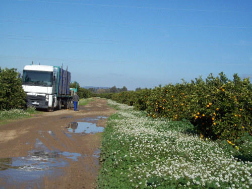 Moratoriul a redus numărul românilor angajati în agricultură la Sevilla