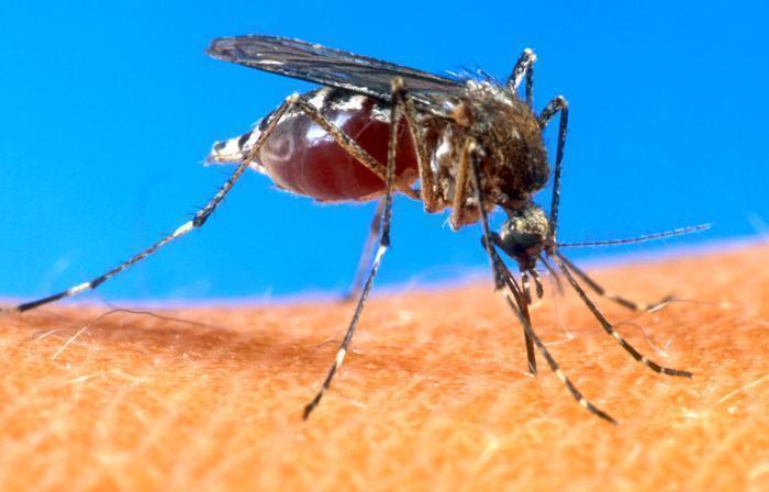 Țările în care poți să te infectezi cu virusul Zika