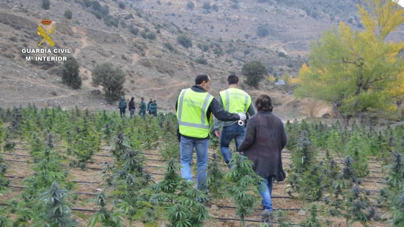 5 români cultivau marihuana pe terenul altuia