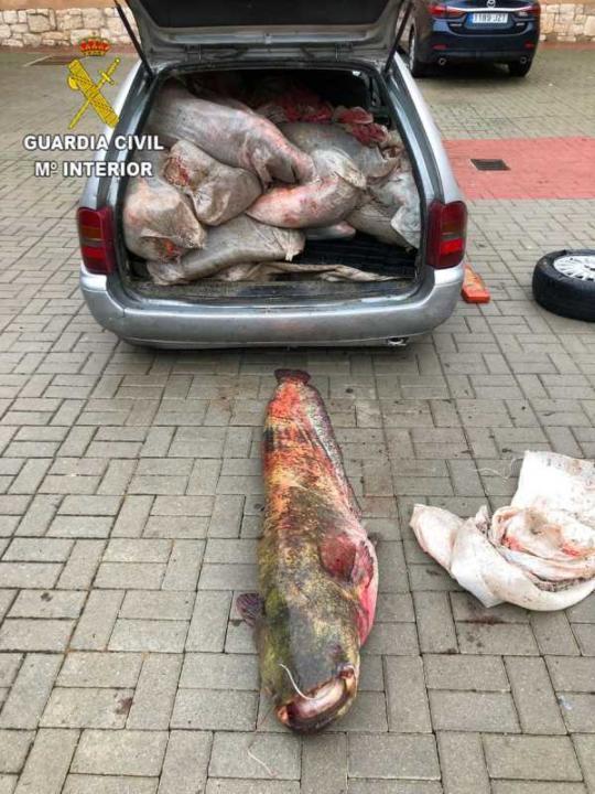 Prinși cu portbagajul plin de pește pentru România