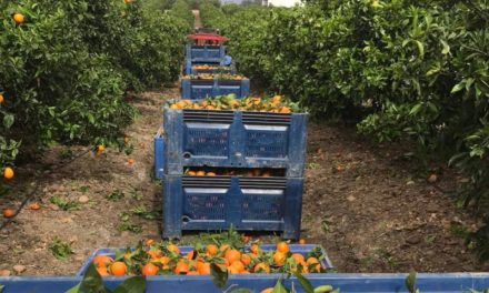 250 de români au sosit la muncă în agricultură la Lleida (Catalonia)