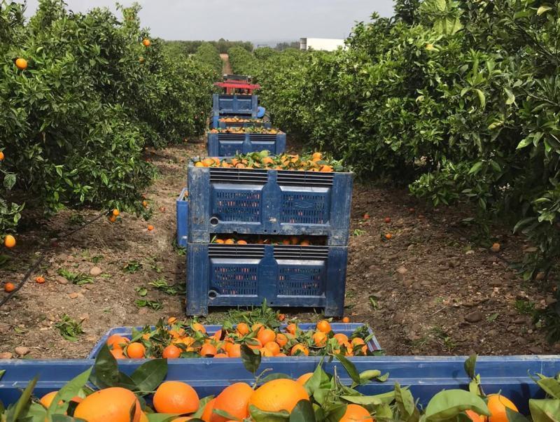 250 de români au sosit la muncă în agricultură la Lleida (Catalonia)