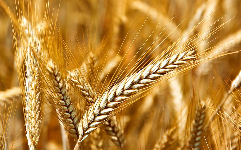 Secretarul General al Agriculturii și Alimentației analizează cu sectorul cerealelor și al furajelor impactul invaziei ruse a Ucrainei