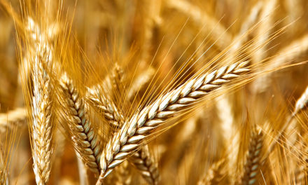 Secretarul General al Agriculturii și Alimentației analizează cu sectorul cerealelor și al furajelor impactul invaziei ruse a Ucrainei