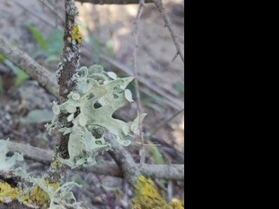 Localizat pentru prima dată în Catalonia, o specie de lichen din mediile de coastă