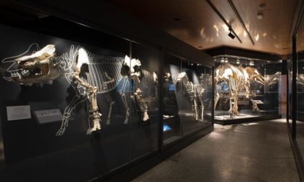 Comunitatea Madrid aduce paleontologia mai aproape de cei mici prin noile ateliere ale Muzeului Regional de Arheologie