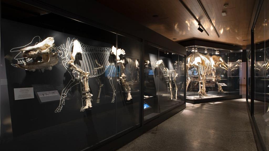 Comunitatea Madrid aduce paleontologia mai aproape de cei mici prin noile ateliere ale Muzeului Regional de Arheologie