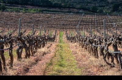 Climate Action studiază potențialul viticol și oenologic al soiurilor minoritare de viță de vie pentru valorificarea lor