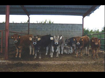 Departamentul de Acțiune Climatică plătește 5,5 milioane de euro ajutor asociat bovinelor de îngrășat din PAC 2021 către 2.098 de beneficiari