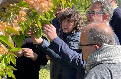 Consilierul Jordà vizitează fermele afectate de îngheț din Corbins pentru a afla direct despre efectele asupra culturilor de fructe dulci