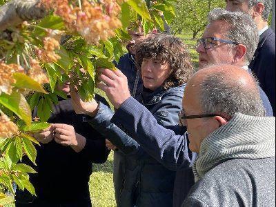 Consilierul Jordà vizitează fermele afectate de îngheț din Corbins pentru a afla direct despre efectele asupra culturilor de fructe dulci