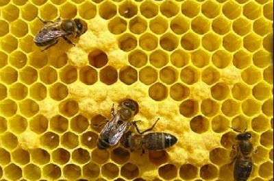 Departamentul de Acțiune Climatică plătește 595.342 de euro ajutor de agromediu apicol pentru îmbunătățirea biodiversității în campania 2021