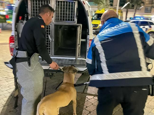 Torrejón – Intervenția Unității Canine a Poliției Locale Torrejón de Ardoz cu un câine potențial periculos care ataca…