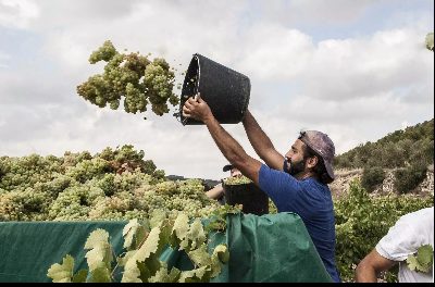 Compania de economie socială L'Olivera își va dubla prezența internațională în acest an cu exportul a 10.000 de sticle de vin