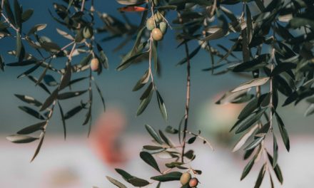 Planas anunță un ajutor asociat pentru plantația tradițională de măslini din noua PAC