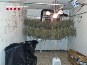 mossos-d'esquadra-aresteaza-cinci-persoane-si-demonteaza-doua-plantatii-de-marijuana-in-baix-penedes