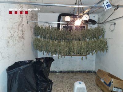 Mossos d'Esquadra arestează cinci persoane și demontează două plantații de marijuana în Baix Penedès