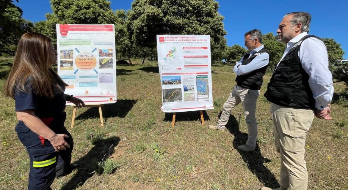 Comunitatea Madrid finalizează un proiect pilot pentru sarcini de pășunat controlat în lupta împotriva incendiilor forestiere