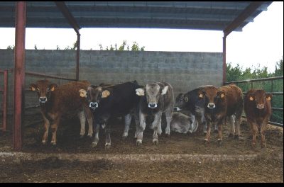 Departamentul de Acțiune Climatică plătește 0,66 milioane EUR din ultima plată a ajutorului direct asociat sectorului bovinelor de îngrășat din PAC 2021