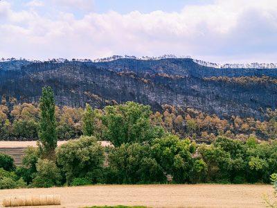 Departamentul de Acțiune Climatică alocă 4,5 milioane de euro pentru ajutoare noi acordate pădurilor private pentru a face față urgenței climatice
