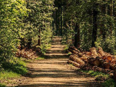Guvernul alocă peste 2 milioane de euro pentru proiectul de conservare genetică a materialului forestier de reproducere