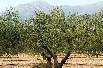 Climate Action plătește 4 milioane de euro din ajutorul pentru agromediu al campaniei Producția integrată 2021