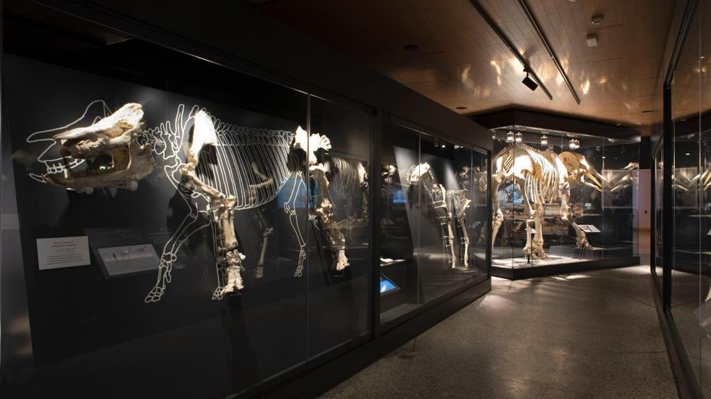 Comunitatea Madrid redenumește Muzeul de Arheologie pentru a fi și Paleontologic, coincizând cu cea de-a 25-a aniversare a acestuia.
