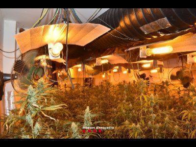 Mossos d'Esquadra desfiinţează un grup infracţional constituit în principal în judeţul La Selva cu un profit estimat la circa 750.000 de euro pe an din vânzarea de marijuana