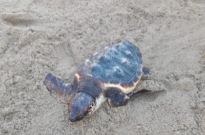 Climate Action a eliberat 14 exemplare de broasca testoasa mascata pe plaja Calafell