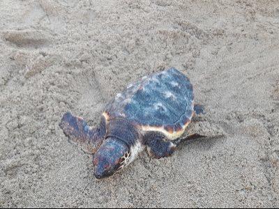 Climate Action a eliberat 14 exemplare de broasca testoasa mascata pe plaja Calafell