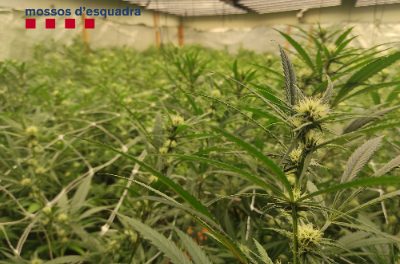 A desființat în Girona o organizație criminală care gestiona un grow shop de la care coordona producția și distribuția de marijuana la nivel internațional