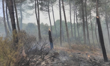 MITECO lansează refacerea de urgență a pădurilor în zona afectată de incendiul Sierra de la Culebra