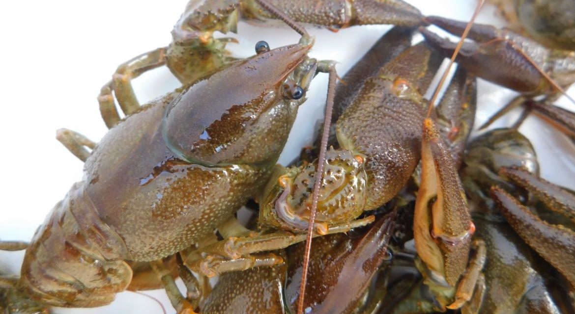 Comunitatea Madrid găsește exemplare de crab de râu nativ din Peninsula Iberică, care a fost considerat dispărut în regiune