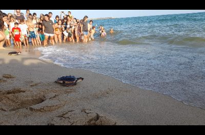 Douăzeci și cinci de țestoase căuțene au fost eliberate pe plaja Picordia din Arenys de Mar