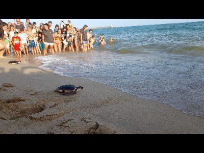 Douăzeci și cinci de țestoase căuțene au fost eliberate pe plaja Picordia din Arenys de Mar