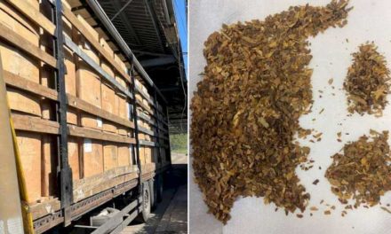 Aproape 14 tone de tutun de contrabandă, în valoare de peste 1,5 milioane lei, descoperite într-un autocamion, în PTF Bechet