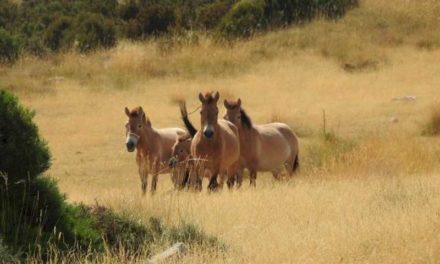 Acord cu Fundația Miranda pentru înființarea unui efectiv experimental de conservare a cailor Przewalski în Rezervația Națională de Vânătoare Boumort