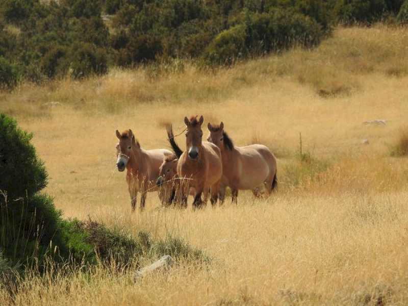 Acord cu Fundația Miranda pentru înființarea unui efectiv experimental de conservare a cailor Przewalski în Rezervația Națională de Vânătoare Boumort