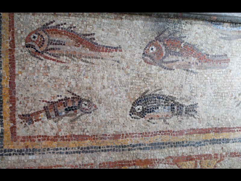 Restaurarea mozaicului de pește, o piesă cheie a Muzeului Național de Arheologie din Tarragona, este finalizată