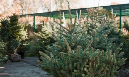 Torrejón – Consiliul Local Torrejón de Ardoz va colecta brazii de Crăciun de la vecini pentru a-i replanta în zonele verzi ale c…