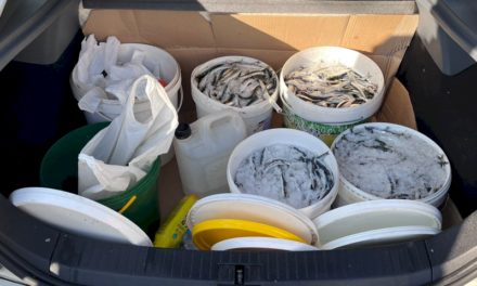 Inspectorii de pescuit de la Generalitat, Ministerul si Mossos d’Esquadra confisc fara documente 88 de kilograme de peste in portul Escala.