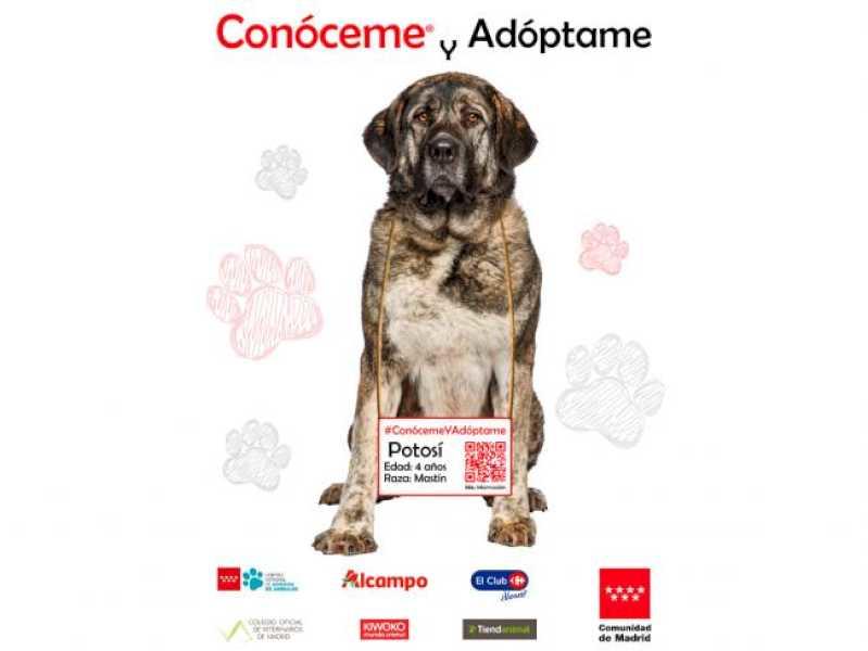Torrejón – Campania „Cunoaște-mă și adoptă-mă” începe să crească gradul de conștientizare cu privire la încurajarea câinilor și pisicilor abandonate