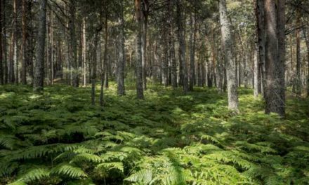 Comunitatea Madrid investește 350.000 de euro pentru a revitaliza mediul din Parcul Național Sierra de Guadarrama