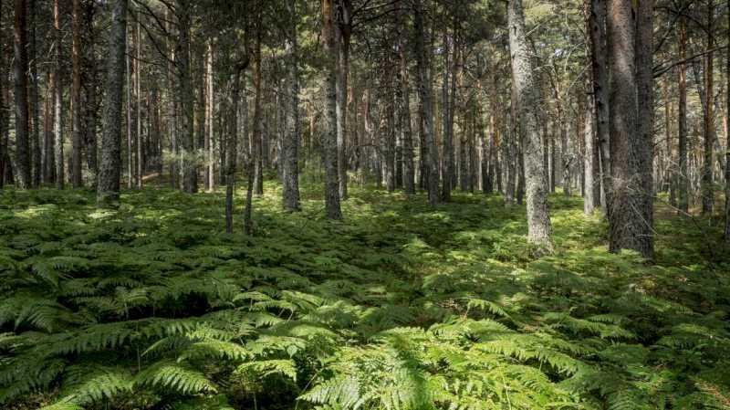 Comunitatea Madrid investește 350.000 de euro pentru a revitaliza mediul din Parcul Național Sierra de Guadarrama
