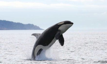 Un nou proiect de tranziție ecologică va promova etichetarea balenelor ucigașe pentru a reduce interacțiunea cu bărcile