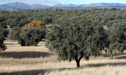 Comunitatea Madrid solicită noi ajutoare pentru recuperarea pădurilor proprietate privată